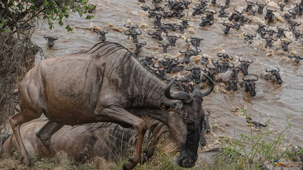 Serengeti Migration August 2025