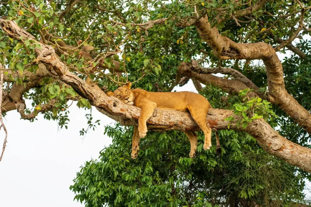 Tree climbing lions in Manyara National Park