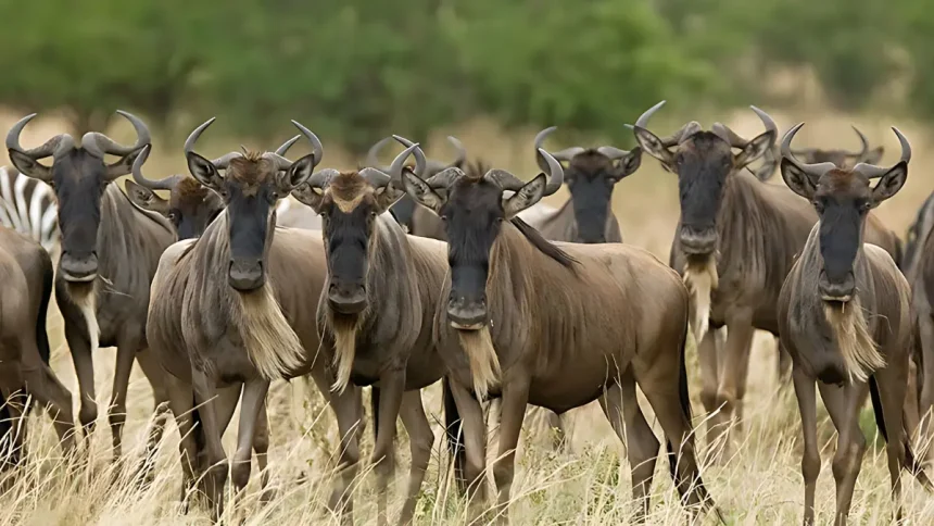 Wildbeests in the Lamai Wedge Staring at the Guest's Vehicle During Game Drive in Serengeti National Park