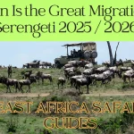 Animals in Serengeti grazing on the endless plains, duiring the Great Serengeti Migration