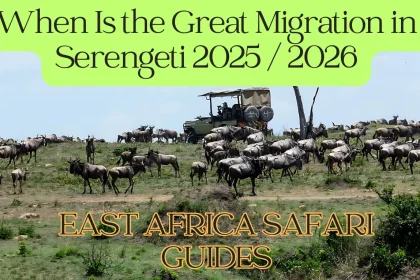 Animals in Serengeti grazing on the endless plains, duiring the Great Serengeti Migration