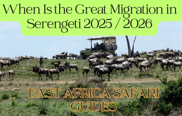 Animals in Serengeti grazing on the endless plains, duiring the Great Serengeti Migration
