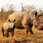 Black Rhino with her calf