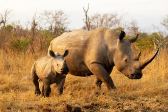 Black Rhino with her calf