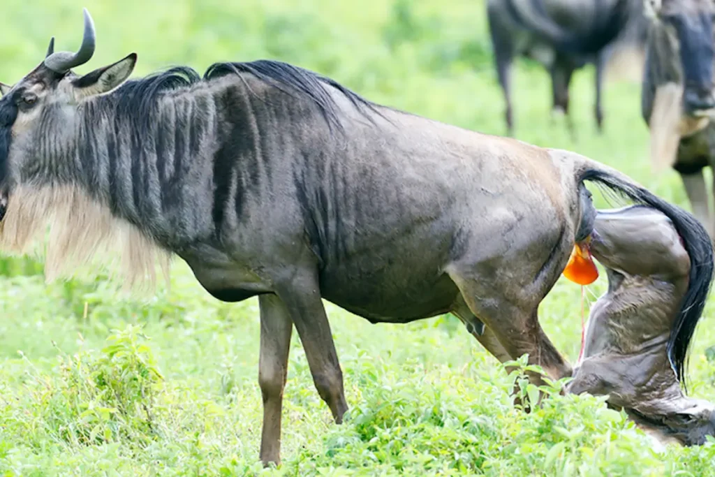 Wildebeest migration - calving season migration