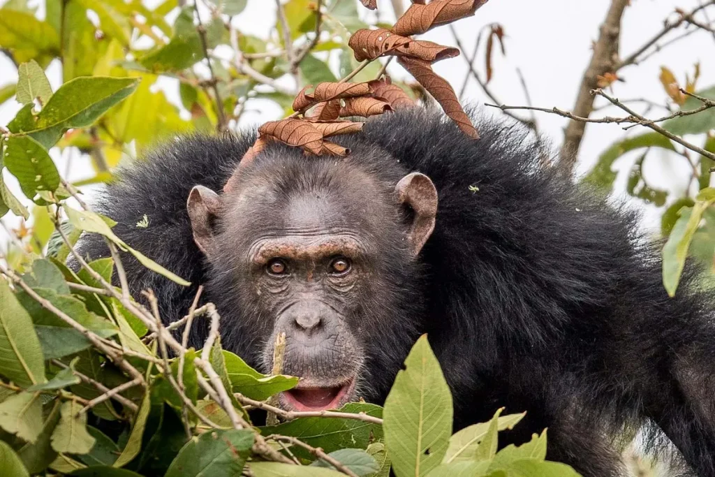 Chimpanzee habituation in Tanzania