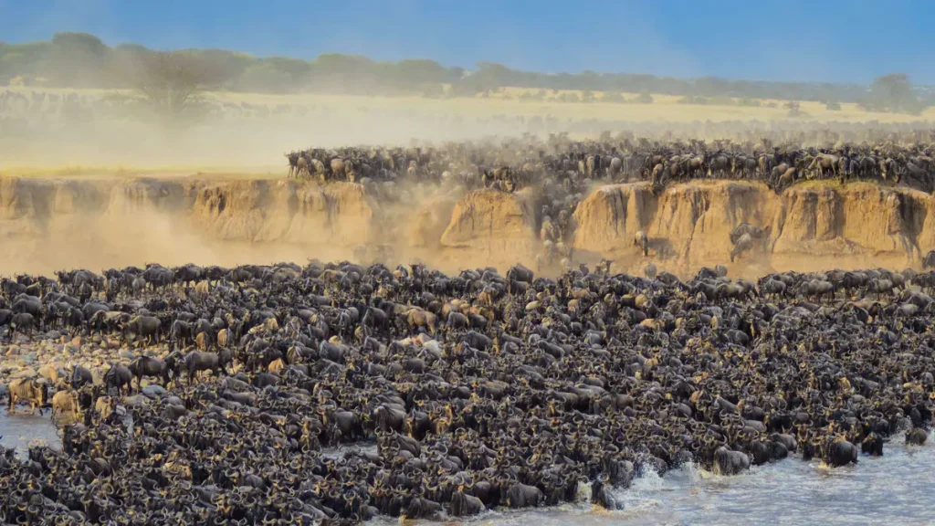 How to Plan and Book a Wildebeest Migration Safari 2025/2026