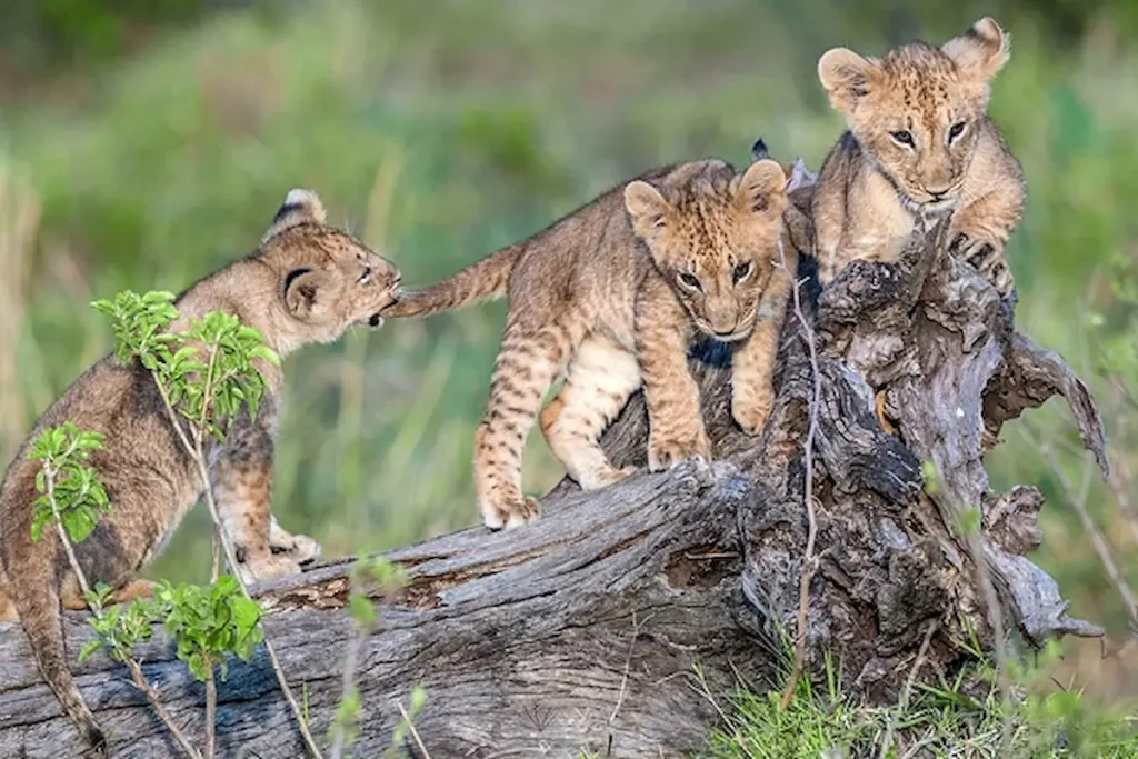 Lion cubs in Serengeti National Park