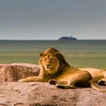 Lions in Tanzania - Serengeti Kopjes