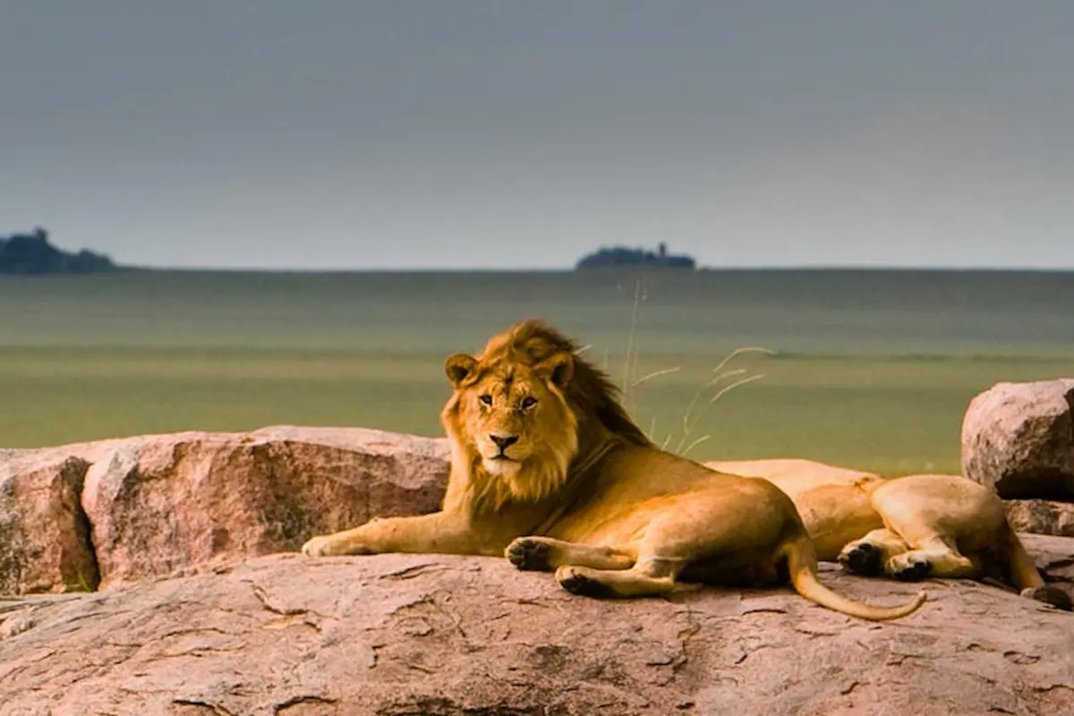 Lions in Tanzania - Serengeti Kopjes