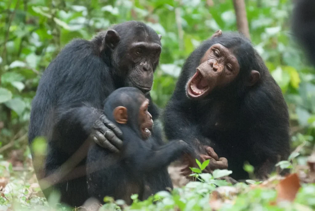 Chimpanzees in Tanzania - Mahale Mountains National Park