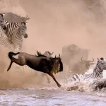 Wildebeests migration safari in Serengeti National Park