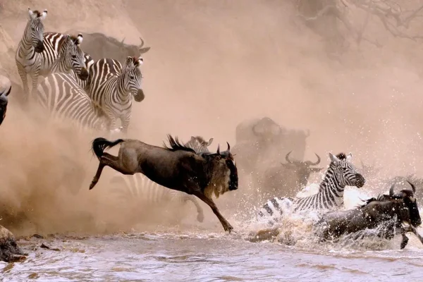 Wildebeests migration safari in Serengeti National Park