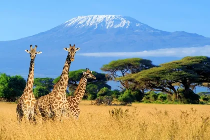 Giraffes near the Kilimanjaro Mountain - Kilimanjaro or wildlife safari