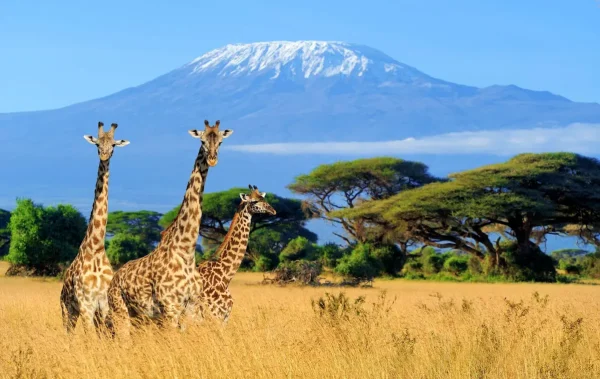 Giraffes near the Kilimanjaro Mountain - Kilimanjaro or wildlife safari