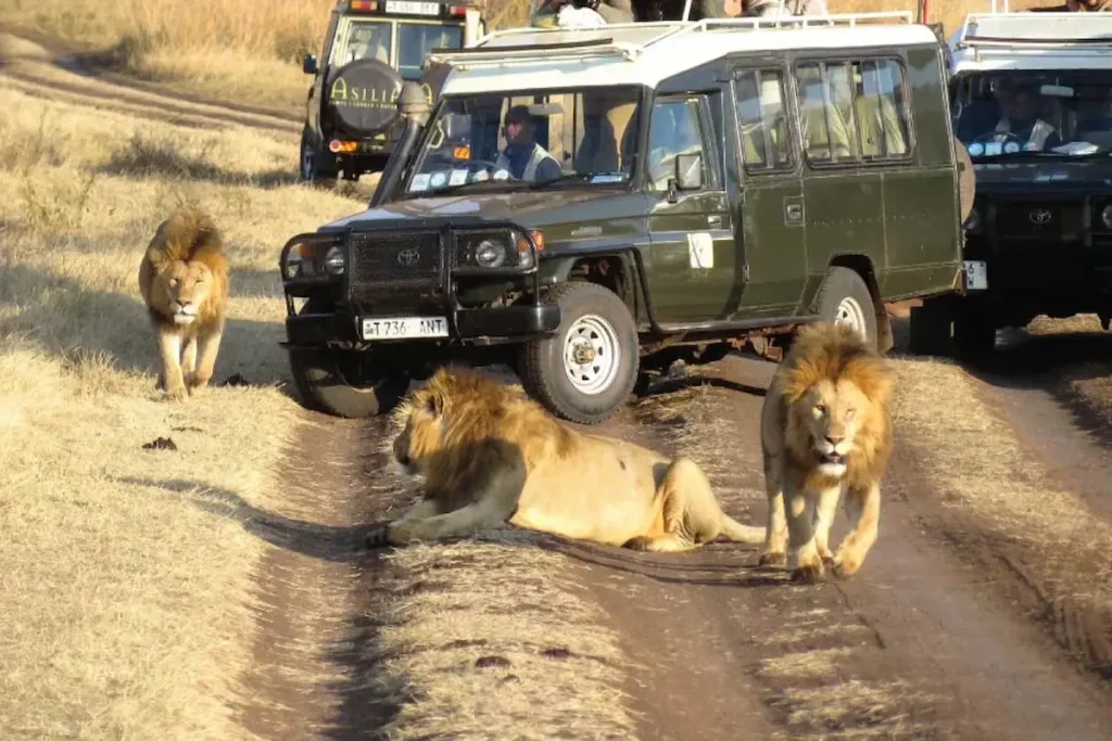 Lions in Ngorongoro crater