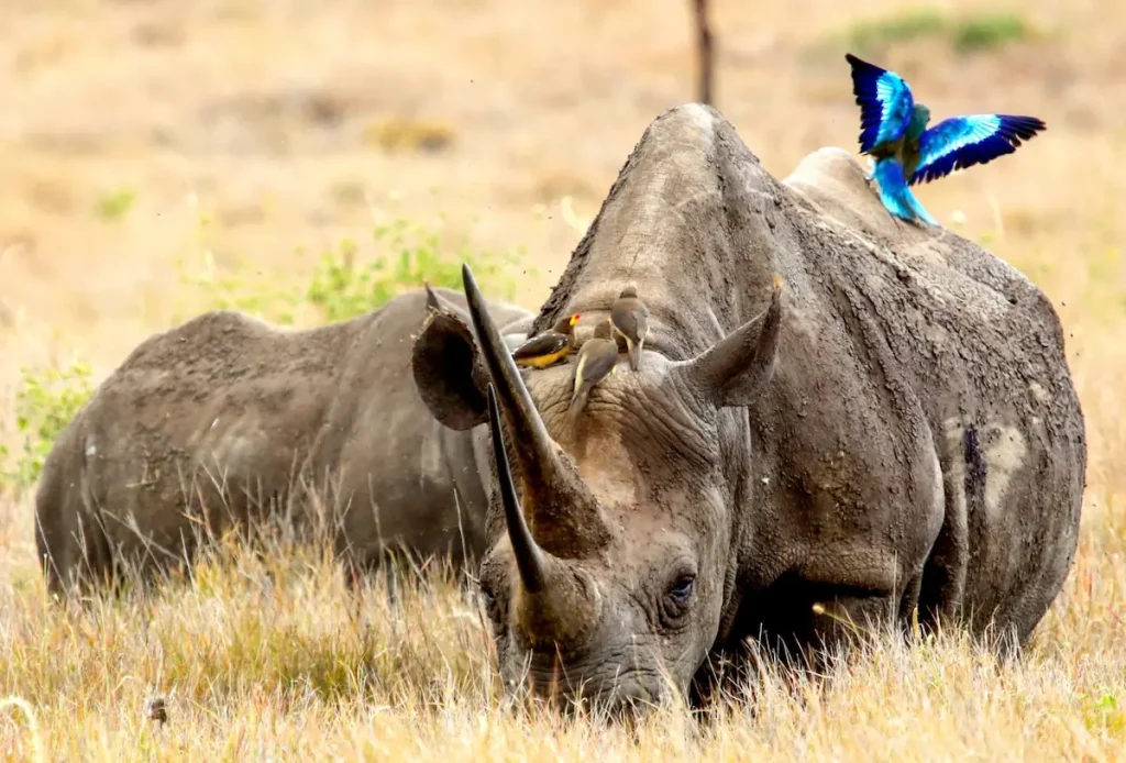 Black Rhino grazing with her calf