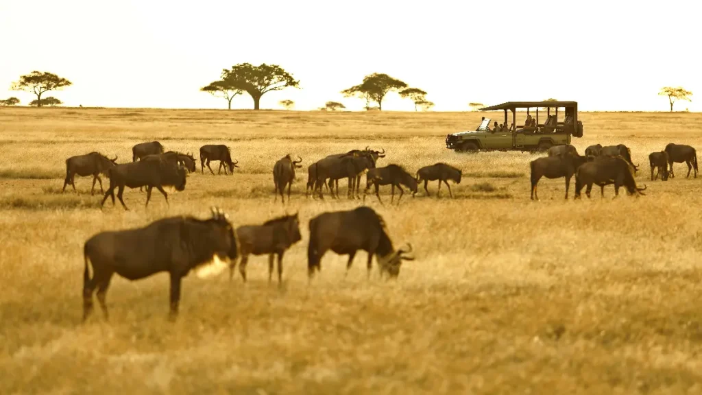Wildebeests are grazing near the tourists vehicle in Northern Serengeti during the Great Serengeti animal migration