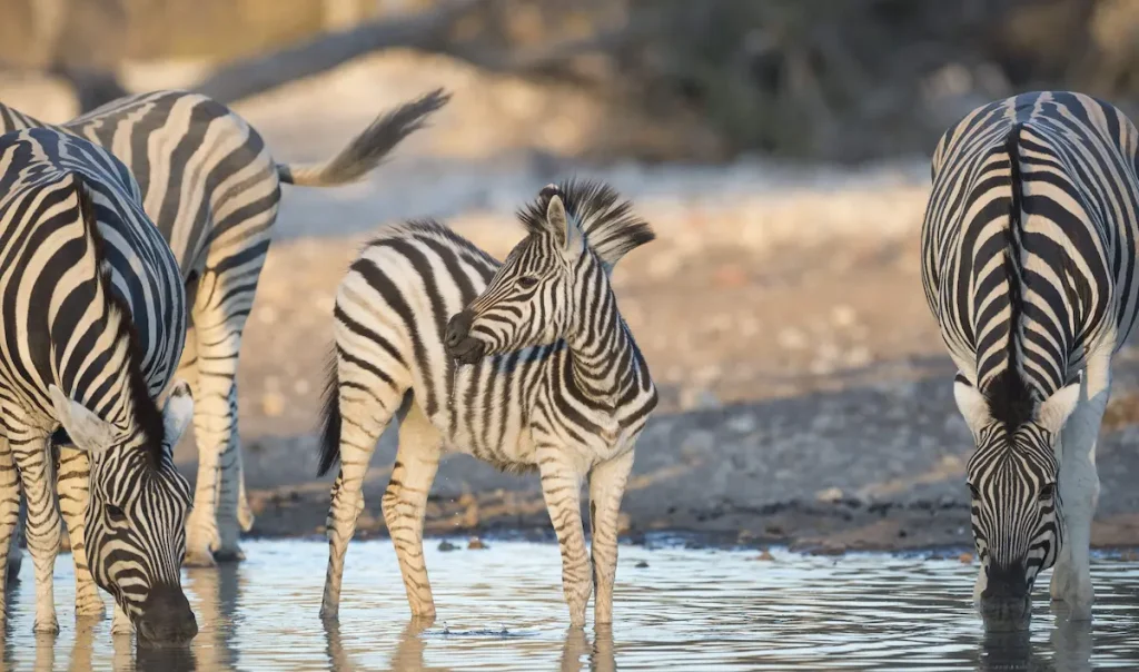 Zebras in Serengeti National Park - Kilimanjaro or Wildlife safari