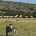 Zebras grazing around the lodge