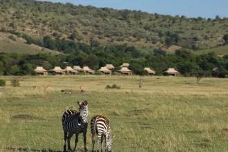 Zebras grazing around the lodge