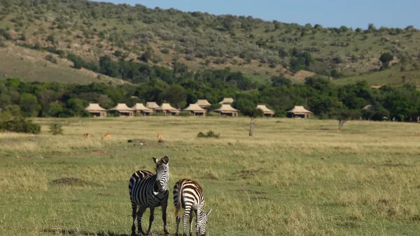 Zebras grazing around the lodge