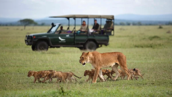 serengeti tours 2025 or 2026