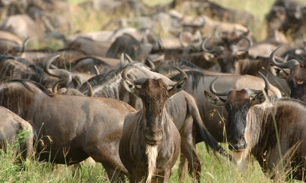 Wildebeests Grazing in Serengeti National Park during the Great Wildebeests Migration in August.