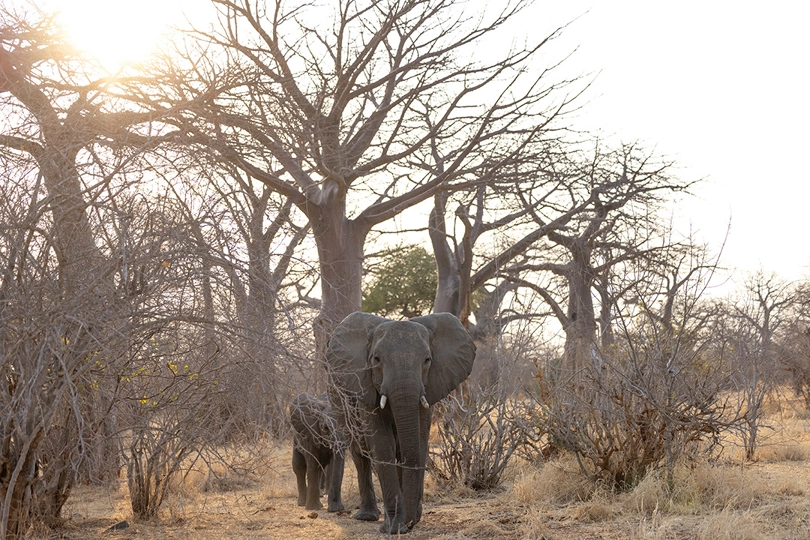 Tarangire Elephants Migration