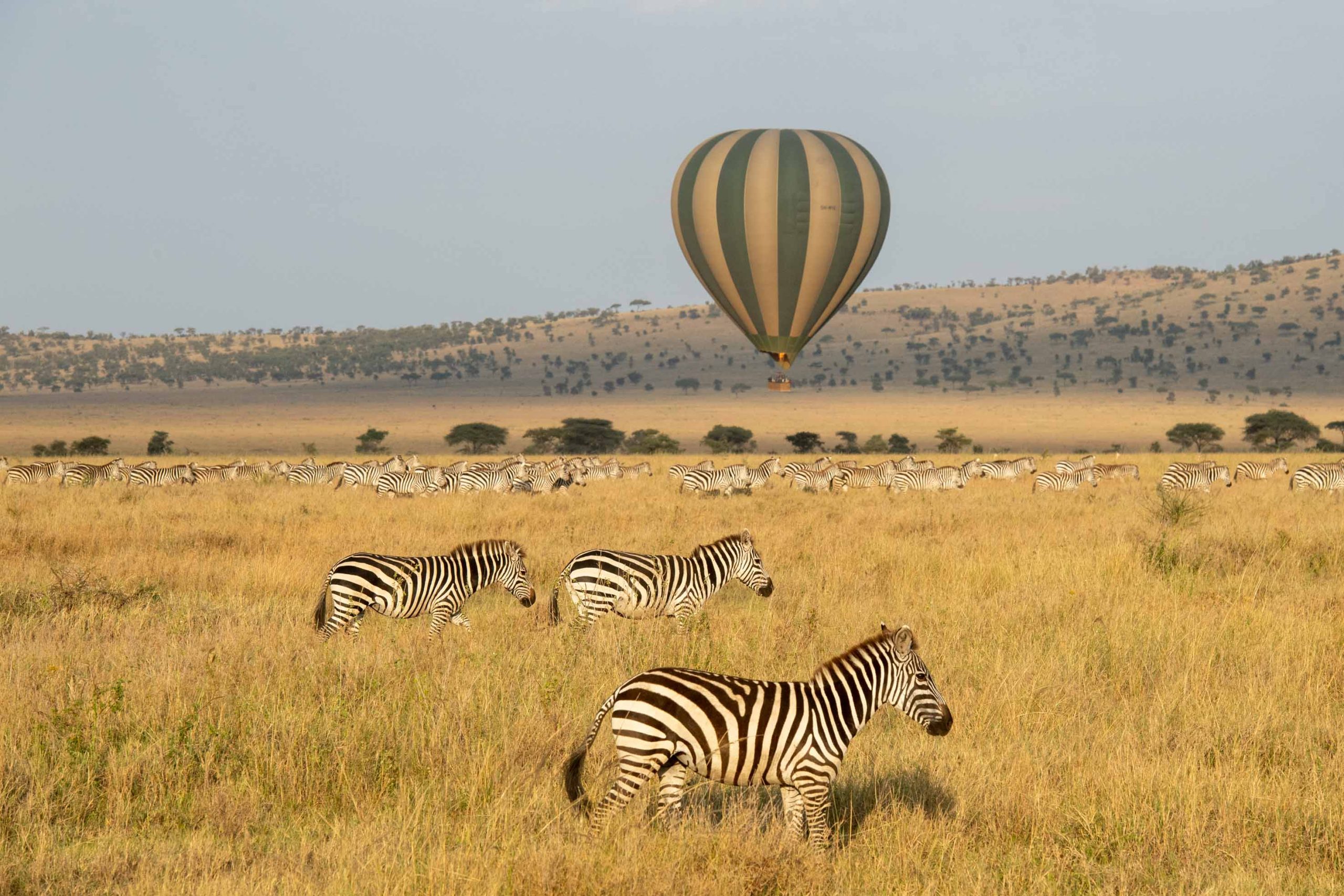 Serengeti migration with hot air balloon