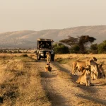 Serengeti game drive - Tanzania luxury safari