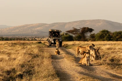 Serengeti game drive - Tanzania luxury safari