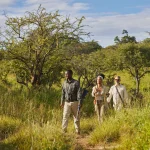 Serengeti Walking Safari