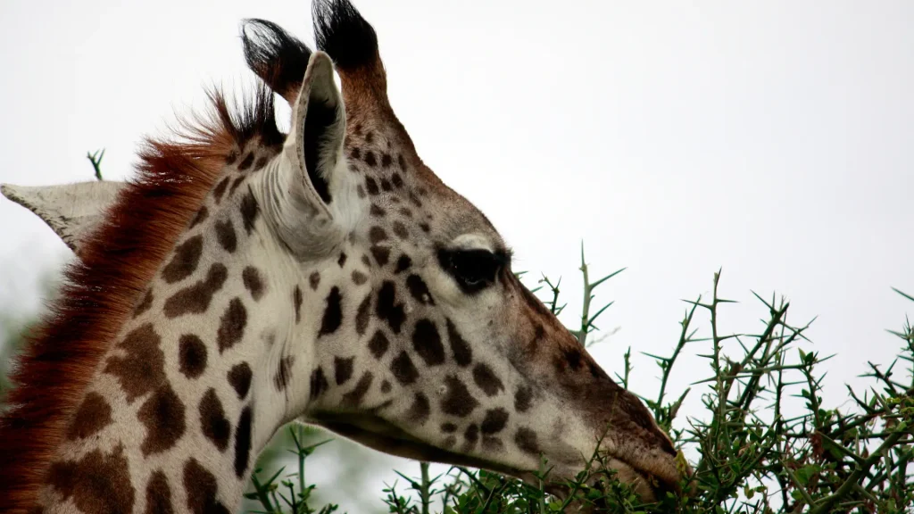 Wildlife Viewing in Tarangire National Park 2025 best area to see the giraffes.