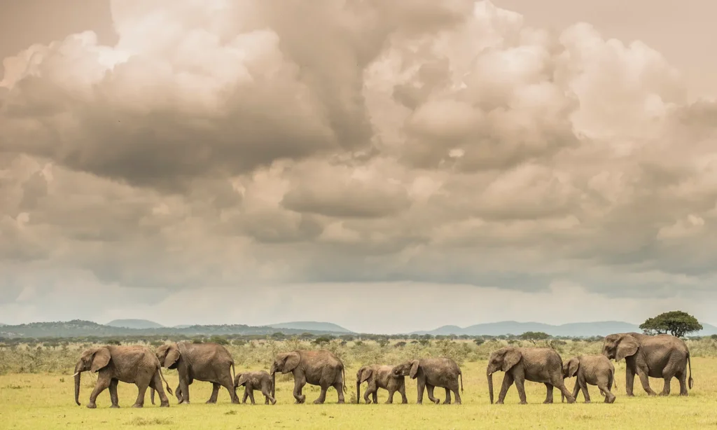 Elephants in Grumeti Private Concession walking in a line during Honeymoon African Safari Tours 