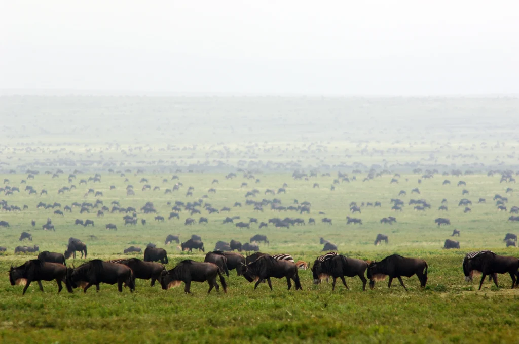 Wildebeests Grazing in the Southern Serengeti National Park 