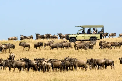 Serengeti Calving Season 2025