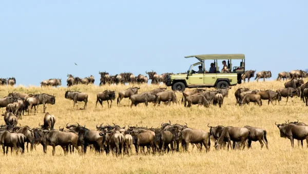 Serengeti Calving Season 2025