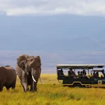 Elephants in Amboseli National Park