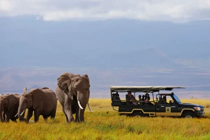 Elephants in Amboseli National Park