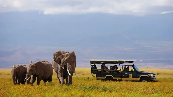 Elephants in Amboseli National Park