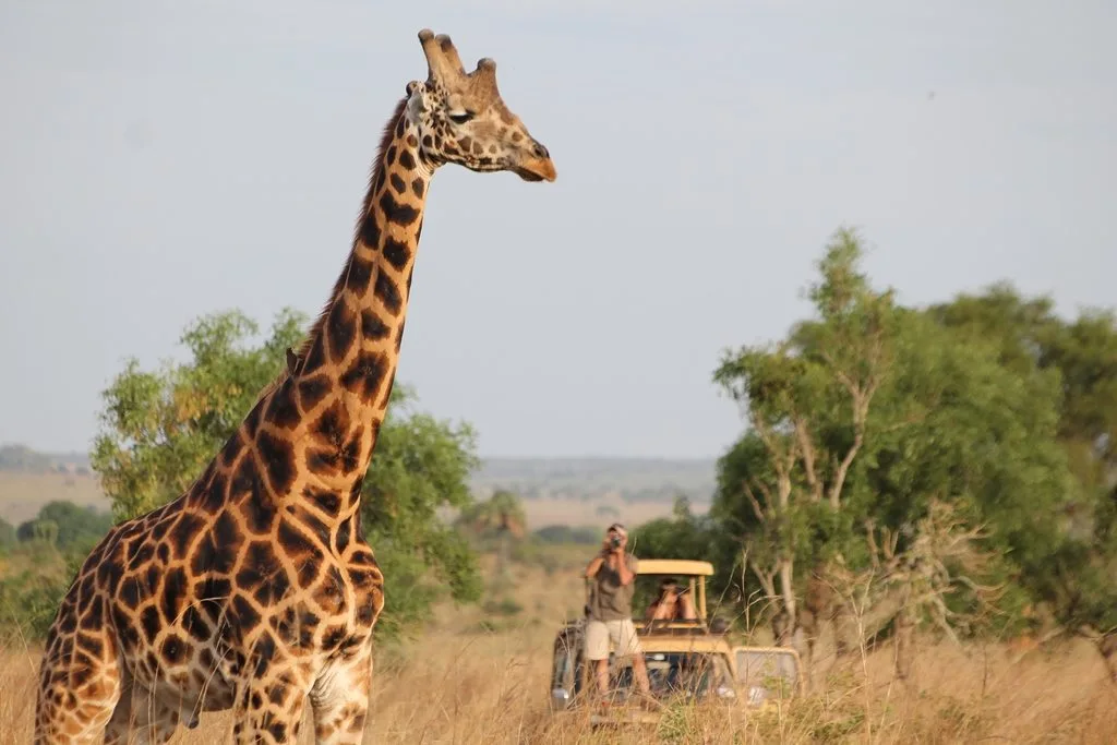 wildlife viewing in Amboseli National Park