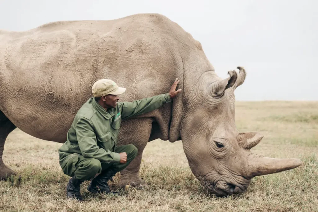 Rhino conservation in Ol Pejeta