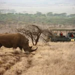 Rhino scaled at Lewa Conservancy