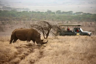 Rhino scaled at Lewa Conservancy