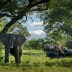 Best safari experience at Singita Castleton with East Africa Safari Guides