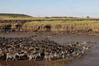 Wildebeest Migration Safari 2025-2026