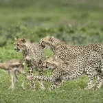 Cheetahs hunting on a baby antelope.