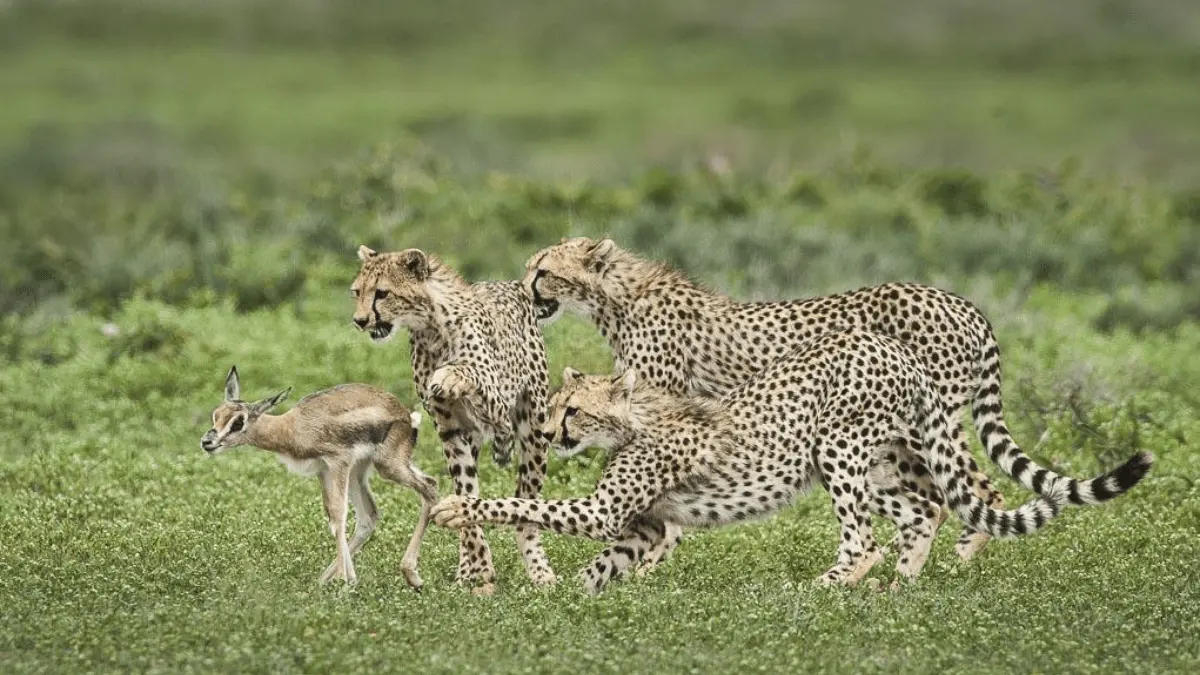 Cheetahs hunting on a baby antelope.