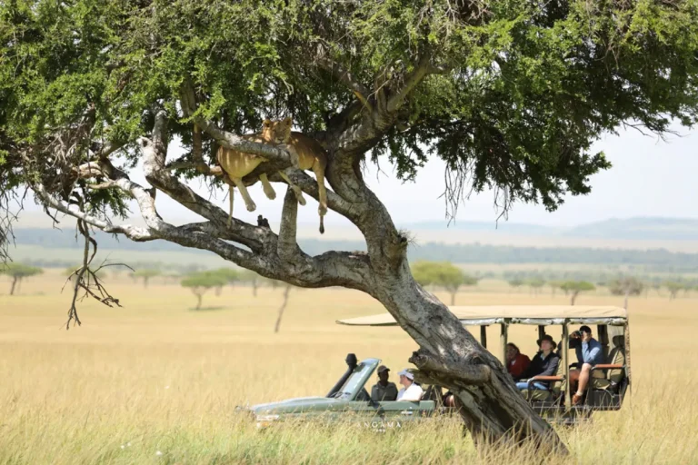 African Lion up on the tree.